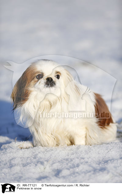 Pekinese in snow / RR-77121