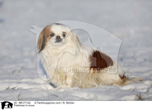 Pekinese in snow / RR-77122