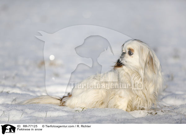 Pekinese in snow / RR-77125