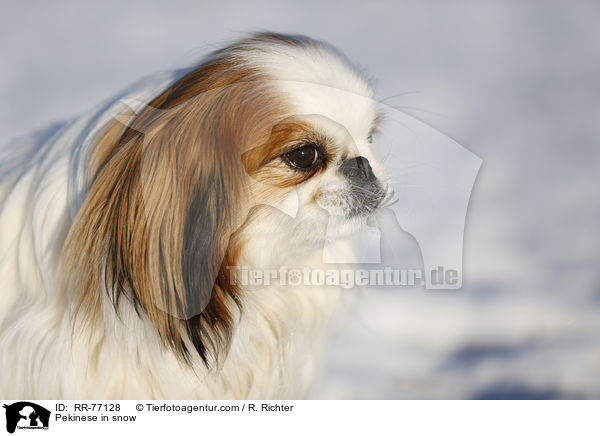 Pekinese in snow / RR-77128