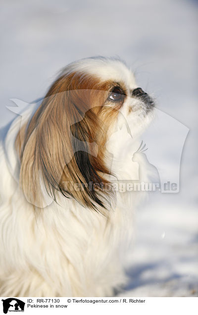 Pekinese in snow / RR-77130