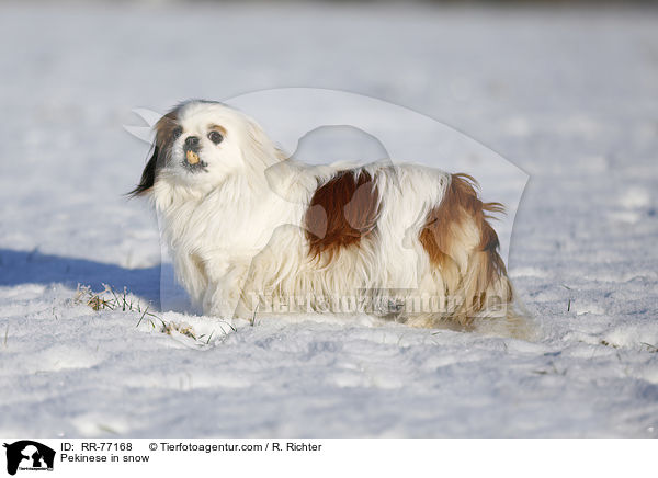Pekinese in snow / RR-77168