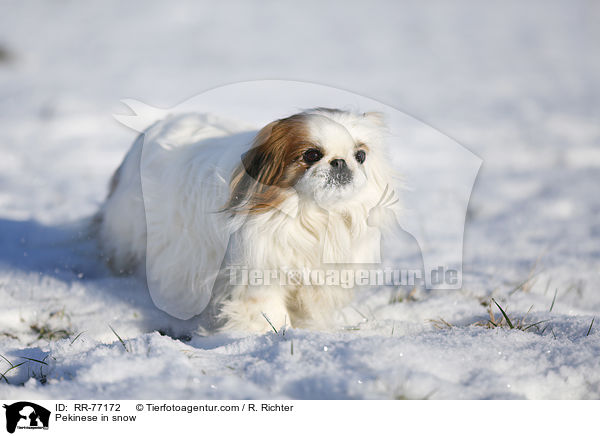 Pekinese in snow / RR-77172