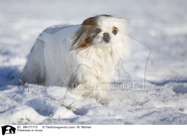 Pekinese in snow / RR-77173