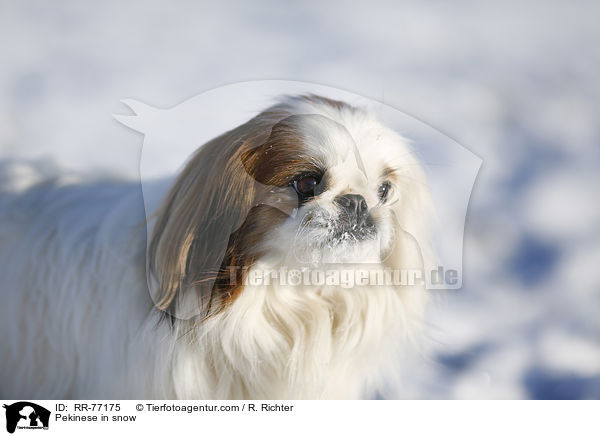 Pekinese in snow / RR-77175
