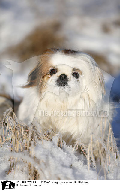 Pekinese in snow / RR-77183