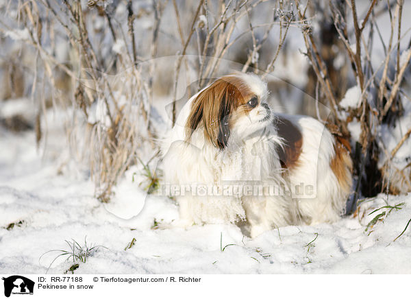 Pekinese in snow / RR-77188