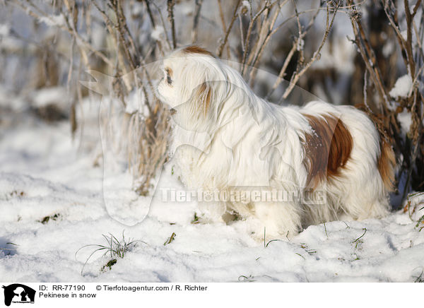 Pekinese in snow / RR-77190