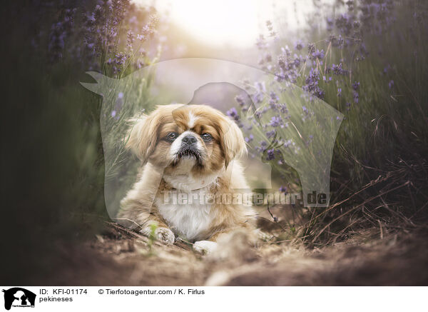 pekineses / KFI-01174