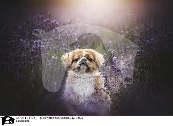 pekineses / KFI-01176