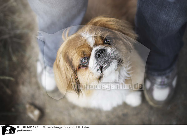 pekineses / KFI-01177