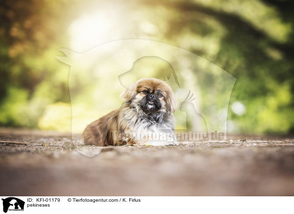 pekineses / KFI-01179