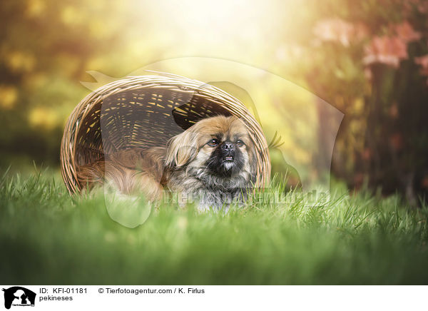 pekineses / KFI-01181