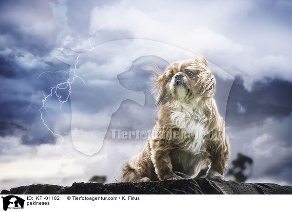 Pekinese / pekineses / KFI-01182