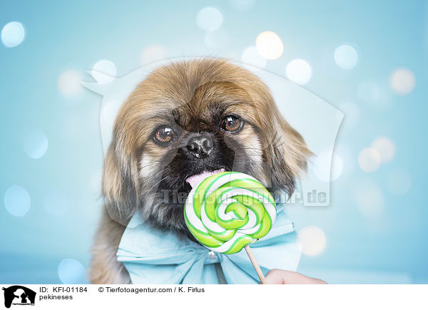 pekineses / KFI-01184