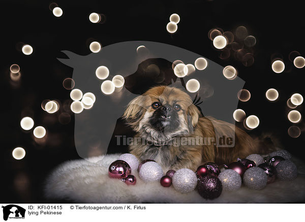 lying Pekinese / KFI-01415