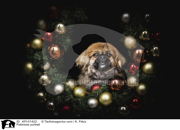 Pekinese portrait / KFI-01422