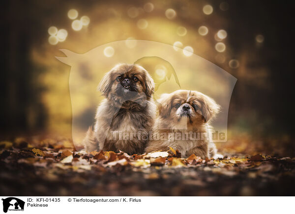 Pekinese / KFI-01435