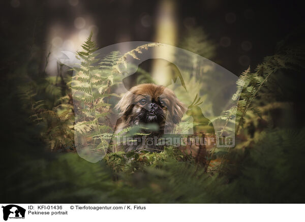 Pekinese portrait / KFI-01436