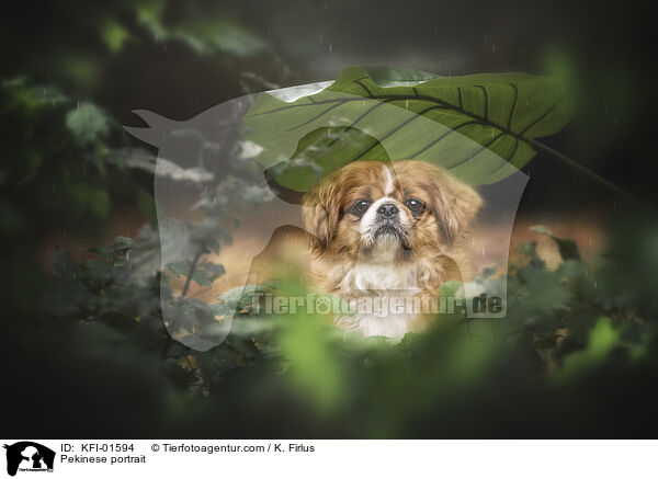Pekinese Portrait / Pekinese portrait / KFI-01594