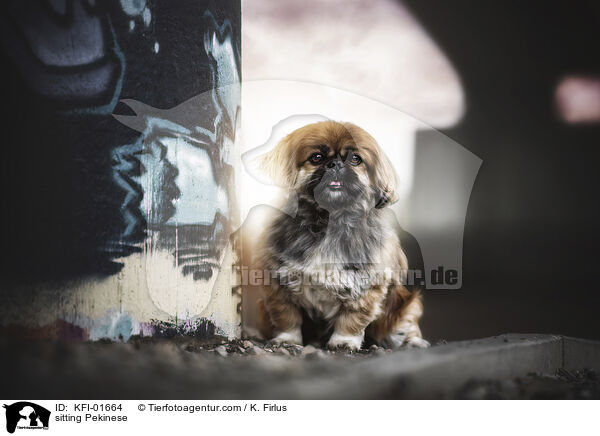 sitzender Pekinese / sitting Pekinese / KFI-01664