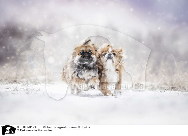 2 Pekinese in the winter / KFI-01743