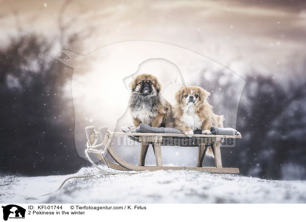 2 Pekinese in the winter / KFI-01744
