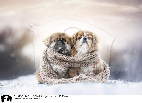 2 Pekinese in the winter / KFI-01745