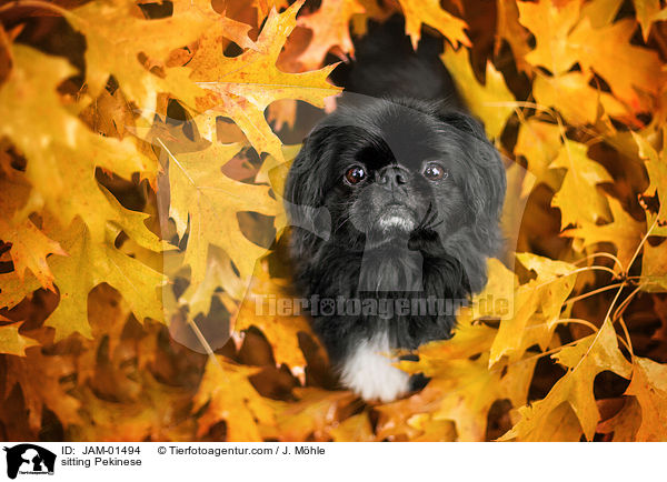 sitting Pekinese / JAM-01494