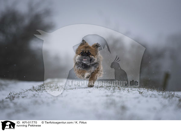 running Pekinese / KFI-01770