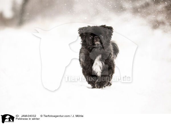 Pekinese in winter / JAM-04032