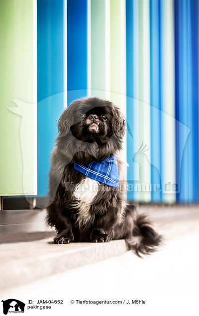 pekingese / JAM-04652