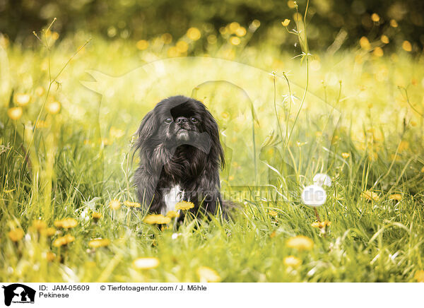 Pekinese / JAM-05609
