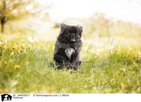 Pekinese / JAM-05617