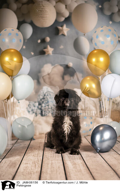 Pekingese / JAM-06156