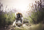 pekineses
