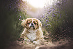 pekineses