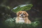 pekineses