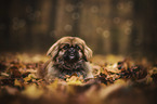 pekineses