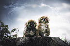 pekineses