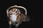 pekineses