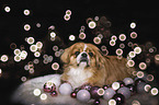 lying Pekinese