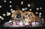 lying Pekinese