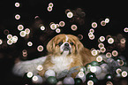 lying Pekinese
