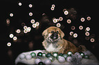 sitting Pekinese