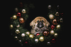 Pekinese portrait