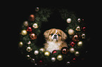 Pekinese portrait