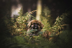 Pekinese portrait