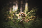 Pekinese portrait