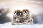 2 Pekinese in the winter